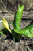 The Cabin at Moon Dance
