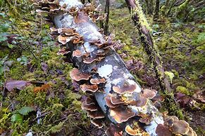 The Cabin at Moon Dance