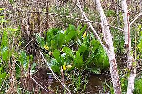 The Perch at Moon Dance
