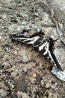 The Perch at Moon Dance