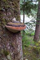 The Perch at Moon Dance