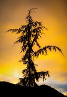 The Perch at Moon Dance