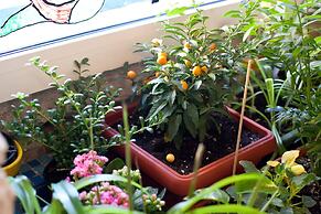 Happy Jackdaw in the Center of Split