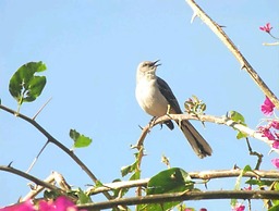 Casa Buen Aventura, Panajachel, Solola, Guatemala - Casa de Campo Fami