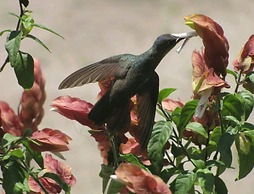 Casa Buen Aventura, Panajachel, Solola, Guatemala - Casa de Campo Fami