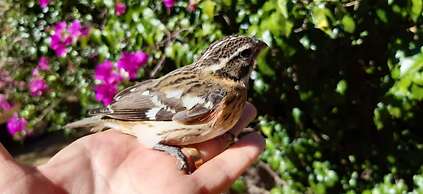 Casa Buen Aventura, Panajachel, Solola, Guatemala - Casa de Campo Fami