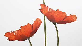 Mi-navp20b1 - Naviglio Pavese 20 II