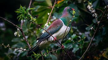 Treetops - Forest Escape - Onetangi