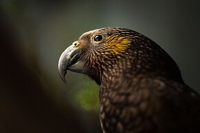 Treetops - Forest Escape - Onetangi
