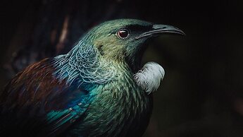 Treetops - Forest Escape - Onetangi