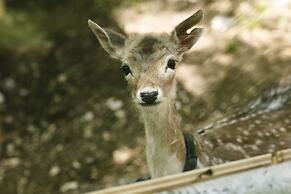 Il Borgo Incantato Dependance