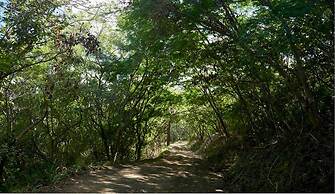 Jungle House- Natural Ocean View Cabin