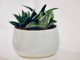 Dalmatian White Shell Apartment