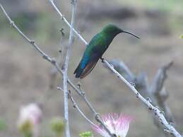 Barbadine - Resorts Flats - Sainte Anne