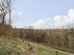 Tree Tops
