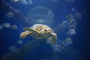 Hyatt Place Virginia Beach / Oceanfront