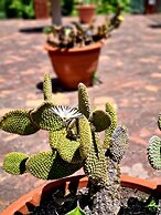 Etna Panoramic Villa With Swimming Pool