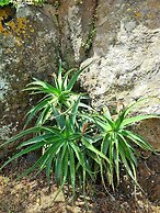 Etna Panoramic Villa With Swimming Pool