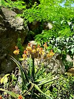 Etna Panoramic Villa With Swimming Pool