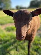 Stylish Getaway in the Heart of the Pewsey Vale