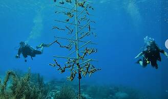 Bloozz resort Bonaire