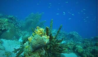 Bloozz resort Bonaire