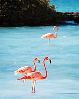 Bloozz resort Bonaire