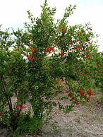 Villa in a Pomagranate Orchard