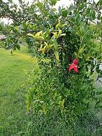 Villa in a Pomagranate Orchard