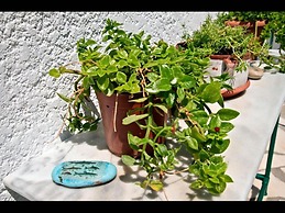 Apartments With Garden View No12