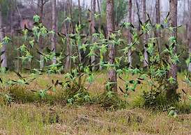 Jaagir Manor, Dudhwa – IHCL SeleQtions