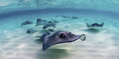 Lighthouse Point Residences