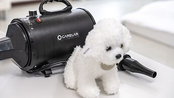 Chuncheon Dogandstay