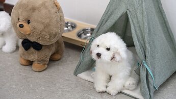 Chuncheon Dogandstay