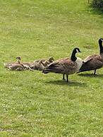 Superior 6 Berth Holiday Home in Suffolk,