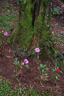 Estalagem Serra de Minas