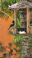 Pousada Caribe Itacimirim
