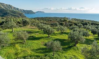 The Olive Grove Tsapi