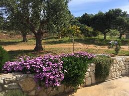 The Olive Grove Tsapi