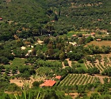 The Olive Grove Tsapi