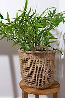 Lithies Zante Living