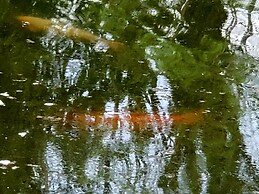 1st fl Luxury Apartment, Sanctuary of the Swan Wellness Whole Home Hot