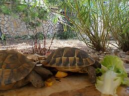 Zlato - With Pool - SA5 Maslina