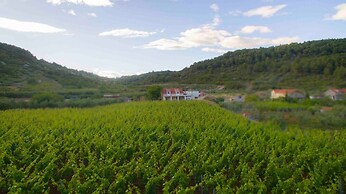 Filip - Vineyard and Large Terrace - SA1 Žuti