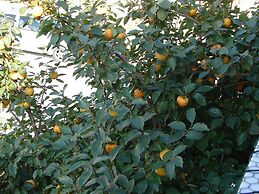 Nik - 50 M From the sea - A1