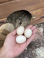 Nehir Bungalov Orhaniye