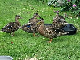 Paddock Cottage - Thorpe Arnold, Melton Mowbray