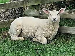 Paddock Cottage - Thorpe Arnold, Melton Mowbray