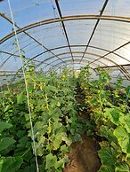 5 Chirpici - Small Traditional Resort