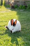 5 Chirpici - Small Traditional Resort